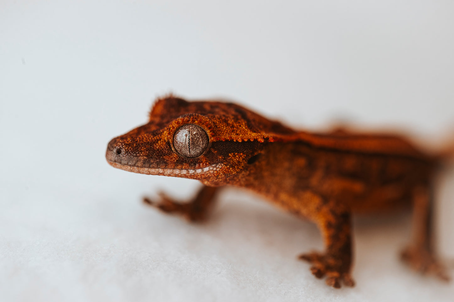 Dorito - Red Extreme Harlequin Partial Pinstripe Baby Crested Gecko